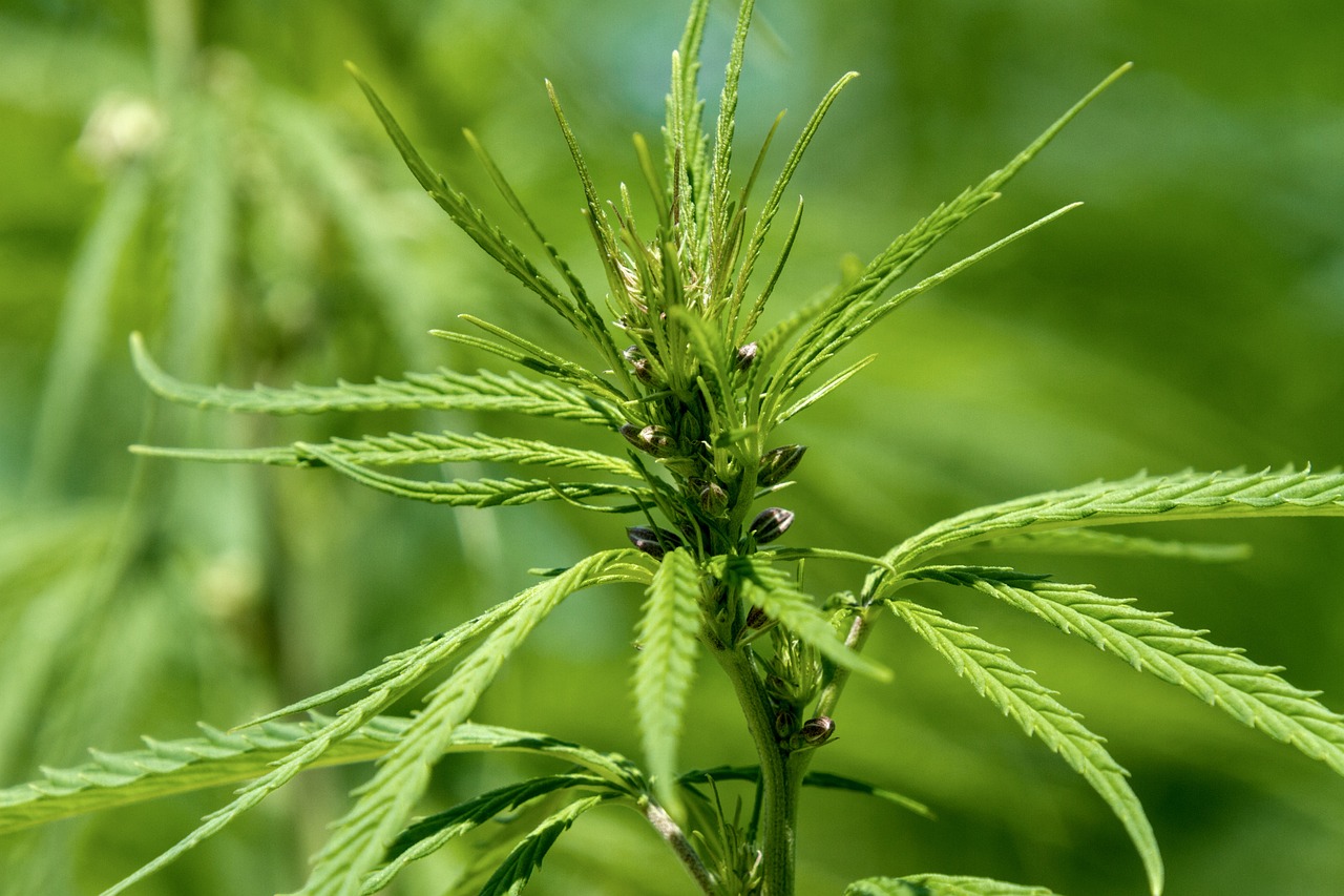 THCA flower